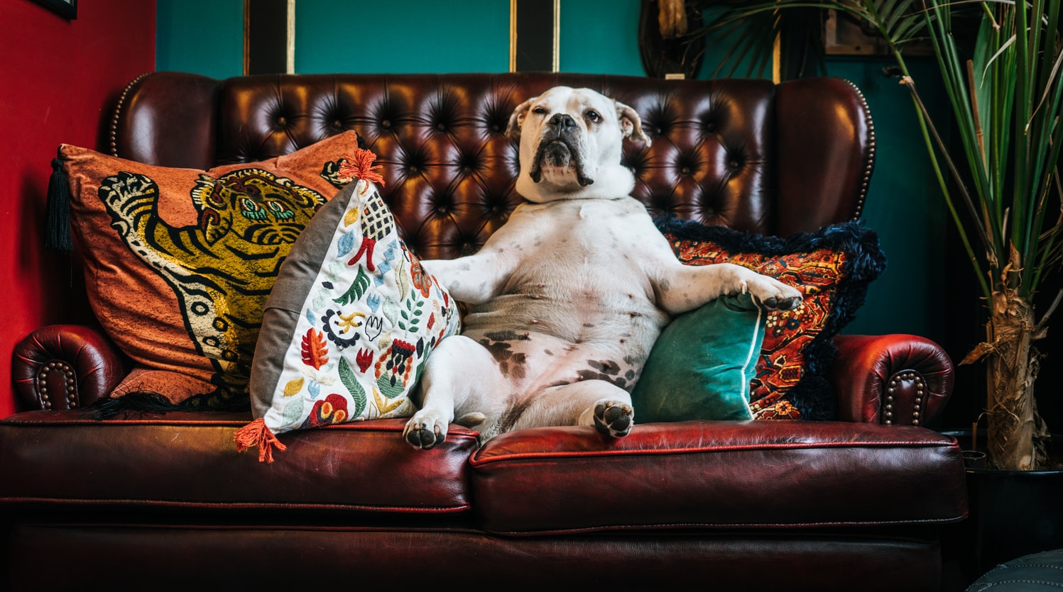 Dog on the sofa