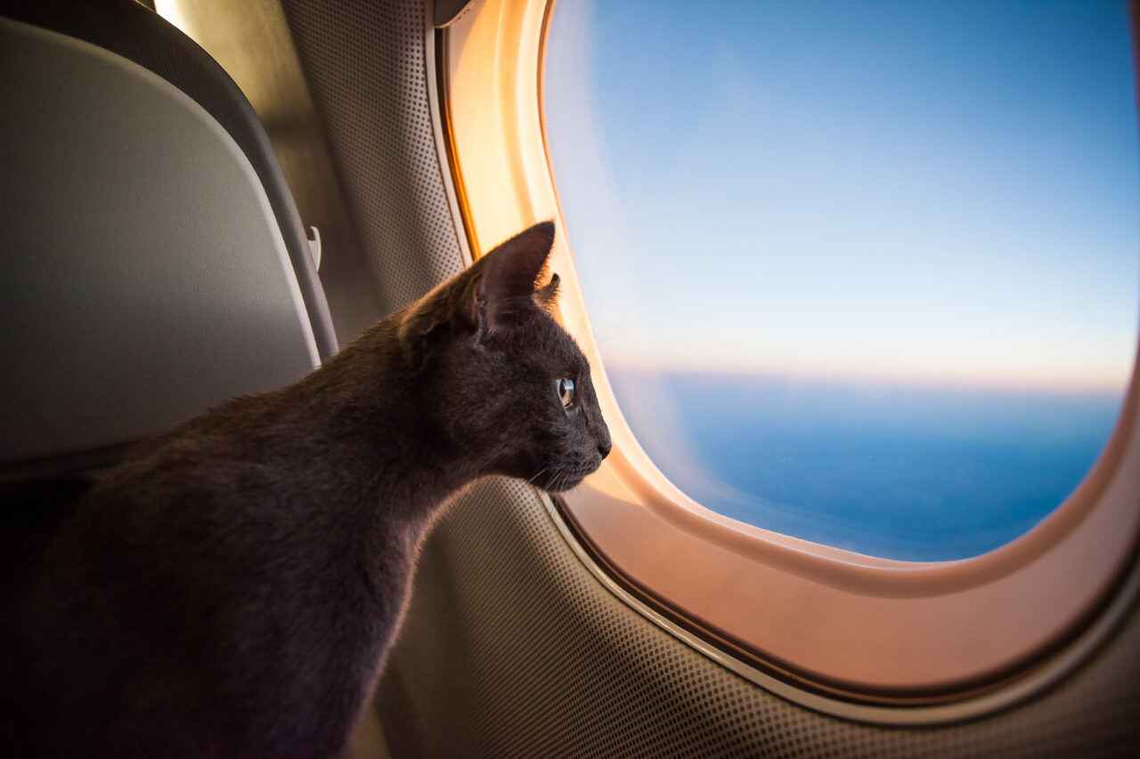 Travelling with Dogs or Cats
