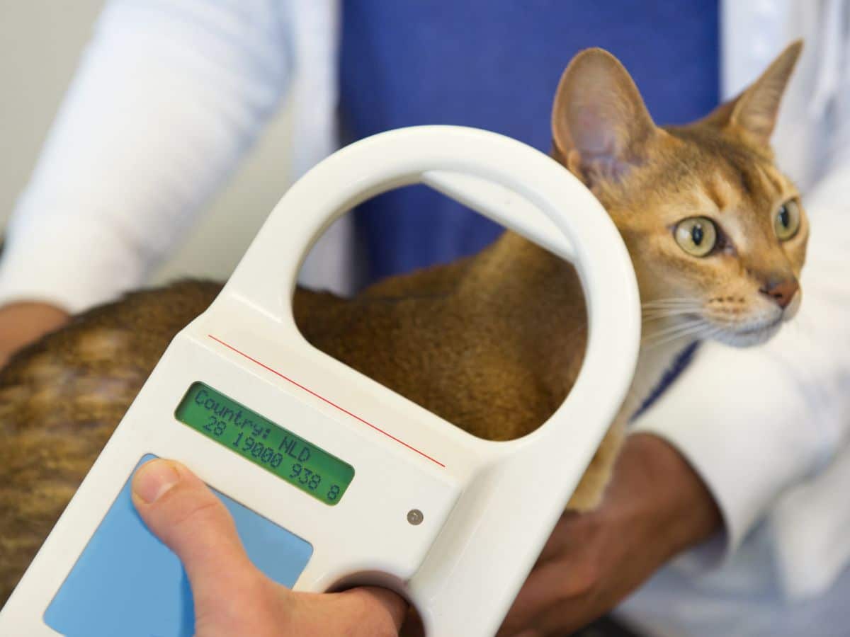 Microchipping