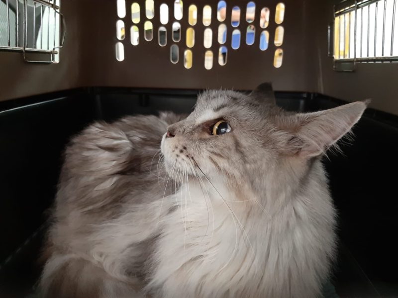 3 pets both from Switzerland to Hong Kong and back