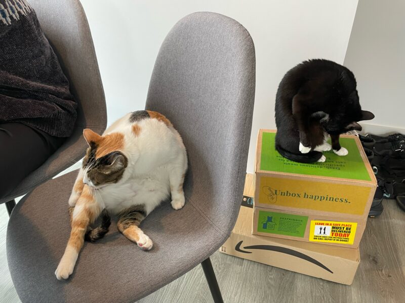 Lemon and Momo to Manchester, UK (October 2021)