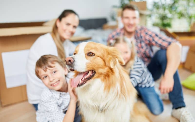 signs dog is adjusting to new home
