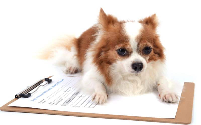 Pet travel docoument