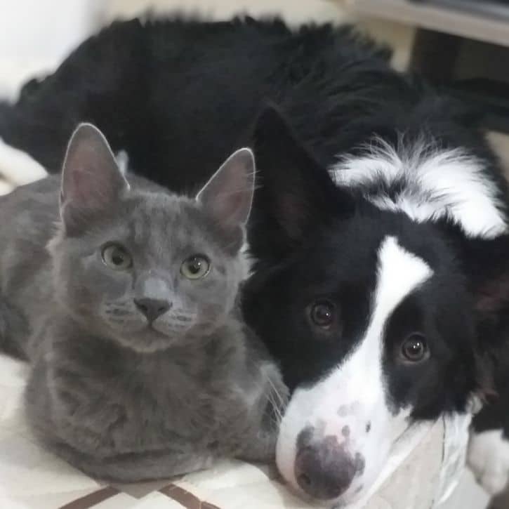 how ferndale can assist you with pet relocation to new zealand