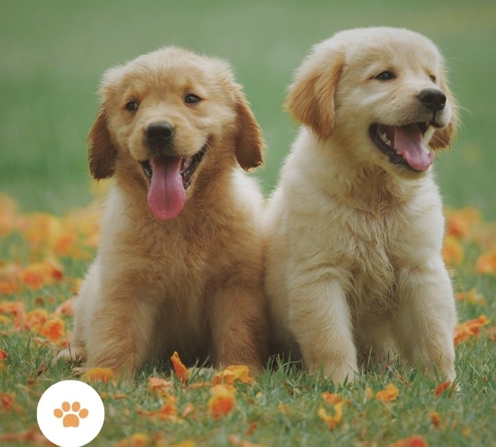 pet relocation thailand