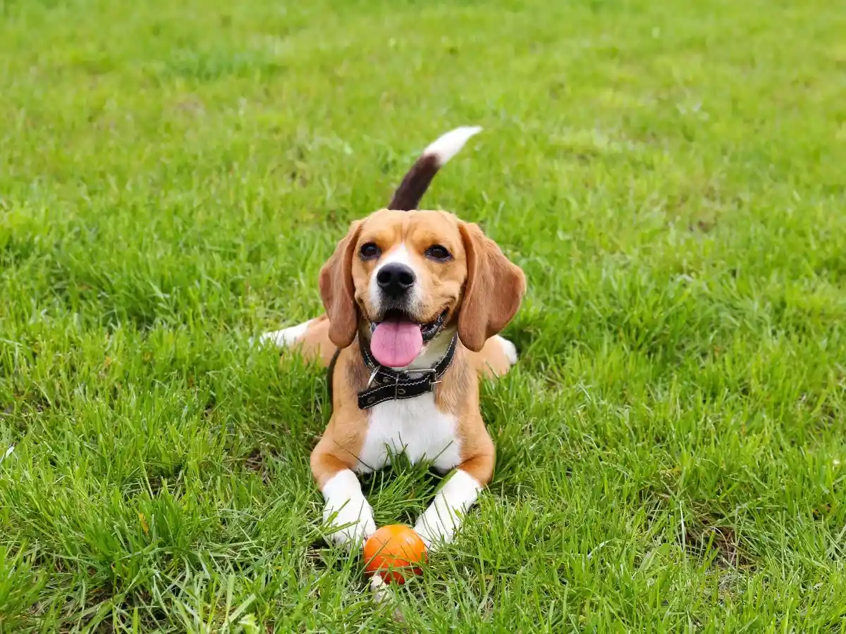 pet transport south africa
