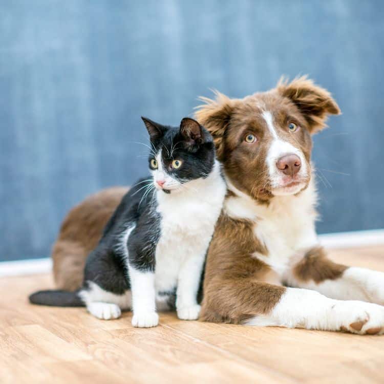 Pet-Friendly Accommodation and Services