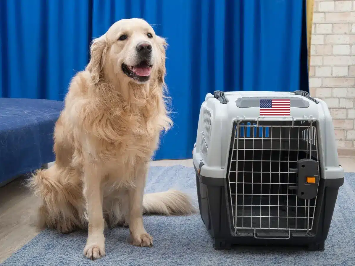 guide for bringing your pet to the usa