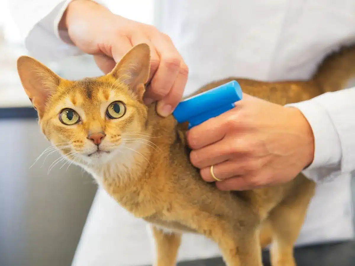 microchip