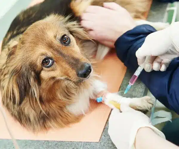 Laboratory Tests for Dogs Travelling to South Africa