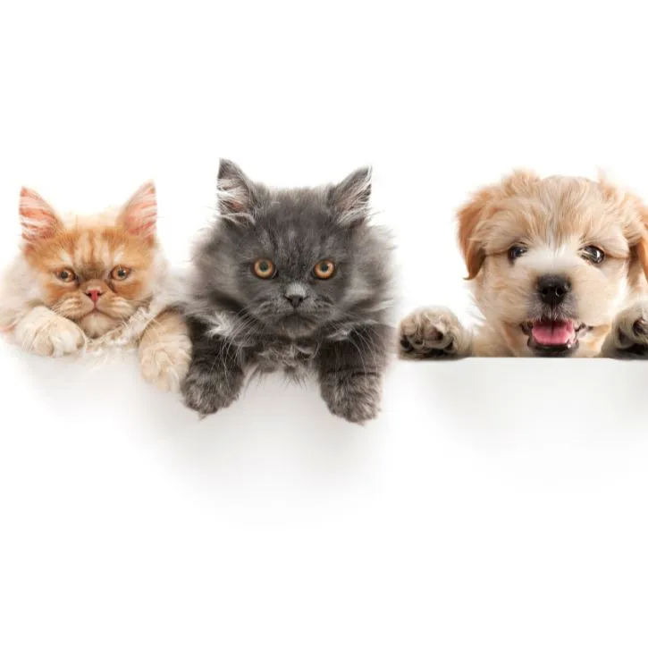 requirements for pets’ overseas travel to canada