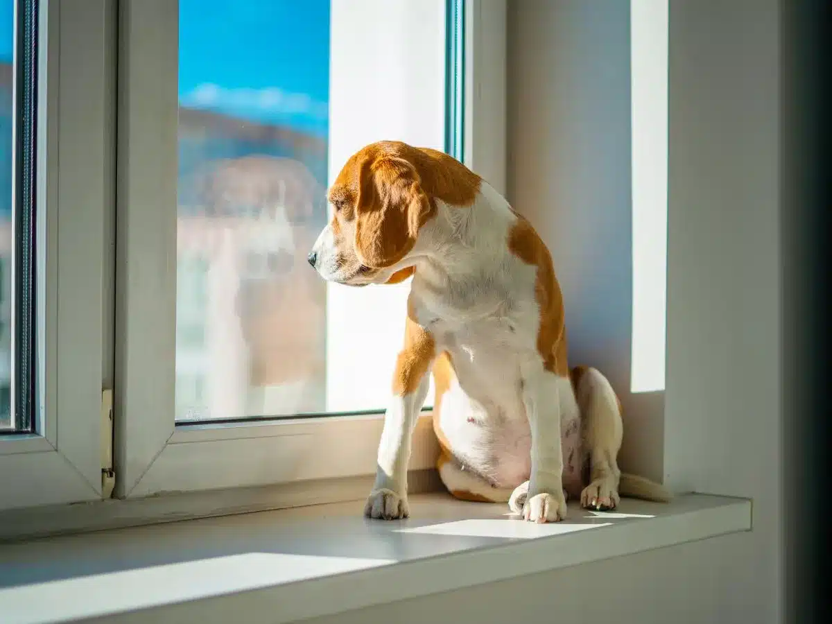 uk quarantine dogs