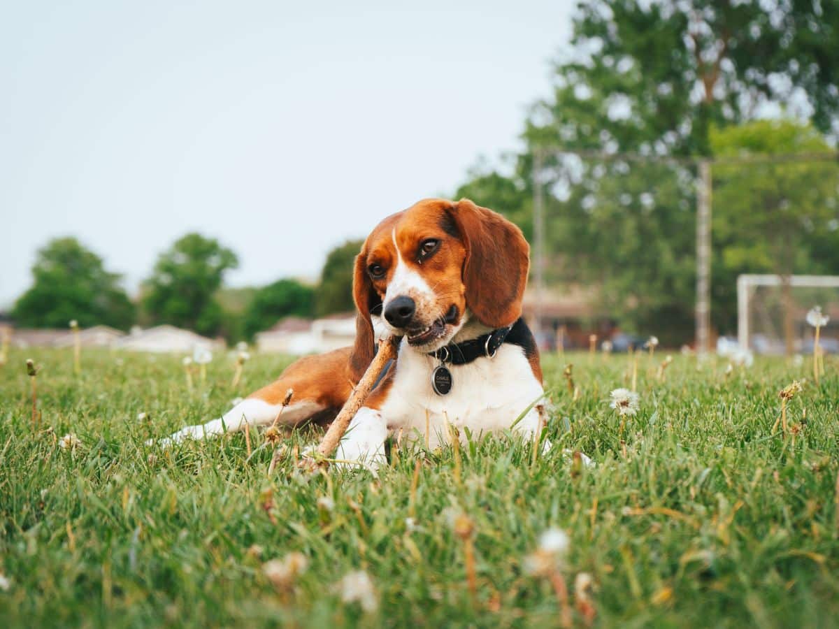 pet friendly services