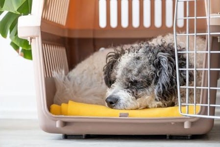 no quarantine required for pets