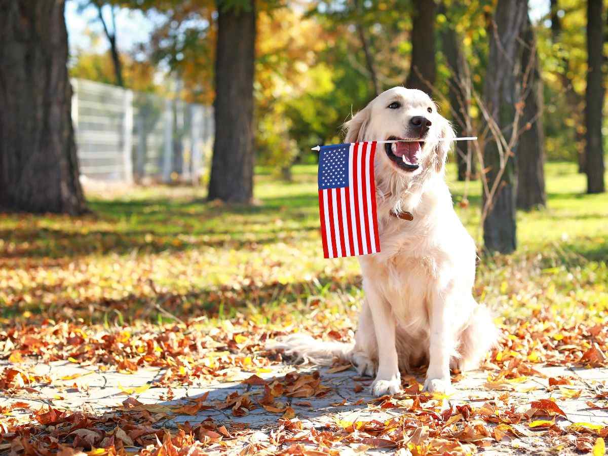 pet usa