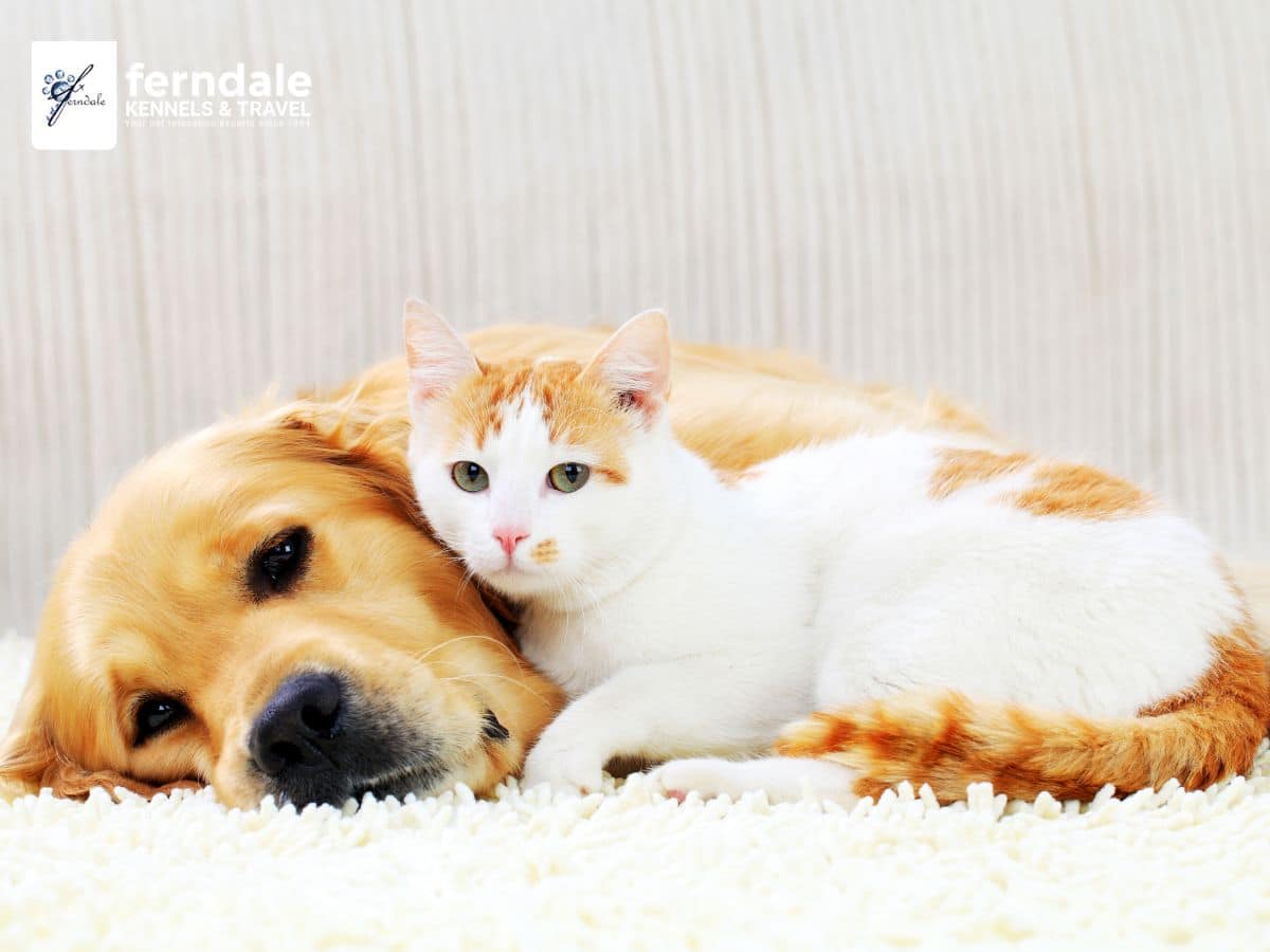 dogs and cats
