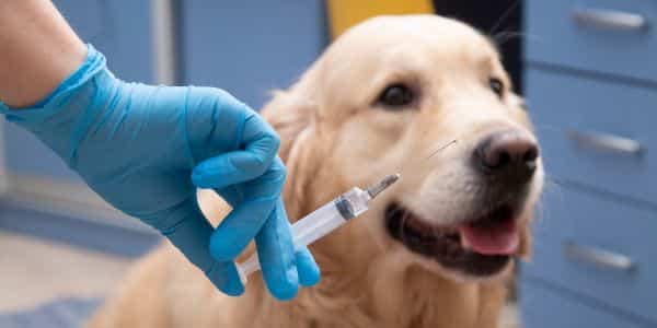 Vaccination