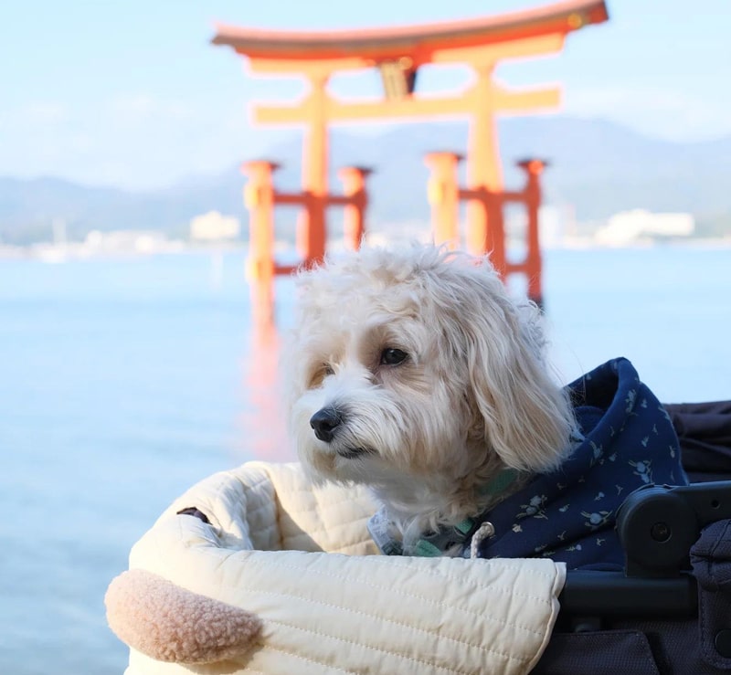 A dog in front of a Japan torii gate